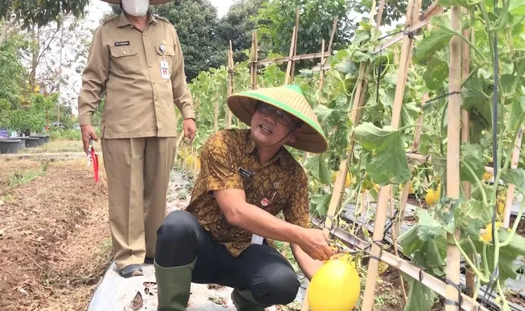 SMKN 2 Slawi Ungkap 6 Tips Menanam Melon yang Tepat