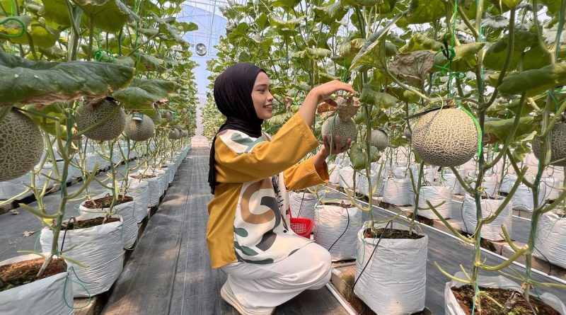 Kebun Buah Melon Asal Thailand di Kabupaten Tegal yang Lagi Viral
