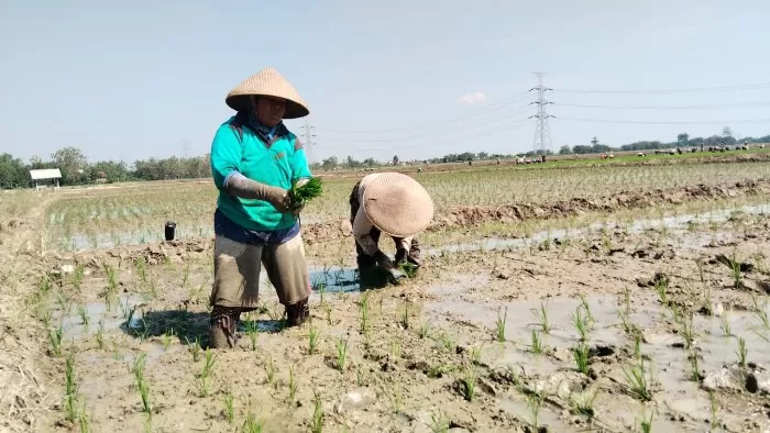 Poktan Maju Makmur Tetap Tanam Padi di Musim Kemarau